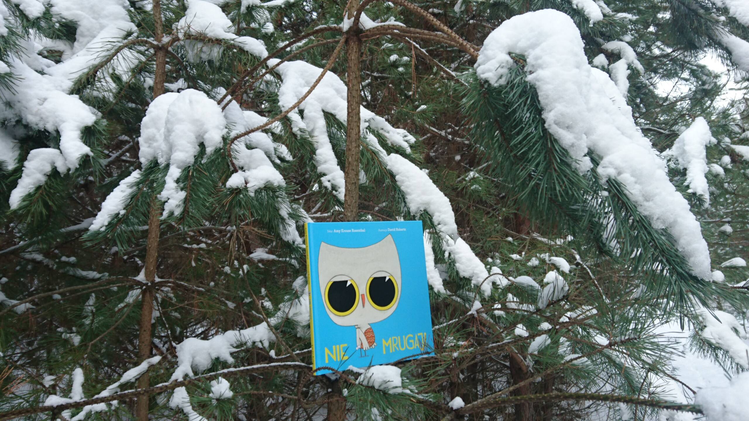 nie_mrugaj_kinderkulka_